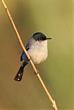 California Gnatcatcher